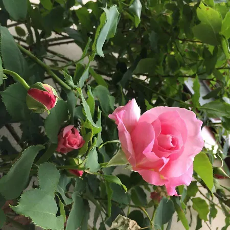 Le Criollo Semesterbostad *