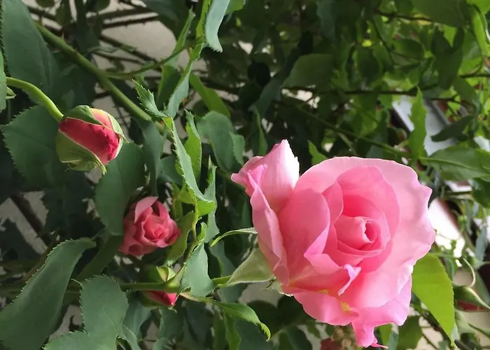 Le Criollo Hébergement de vacances *